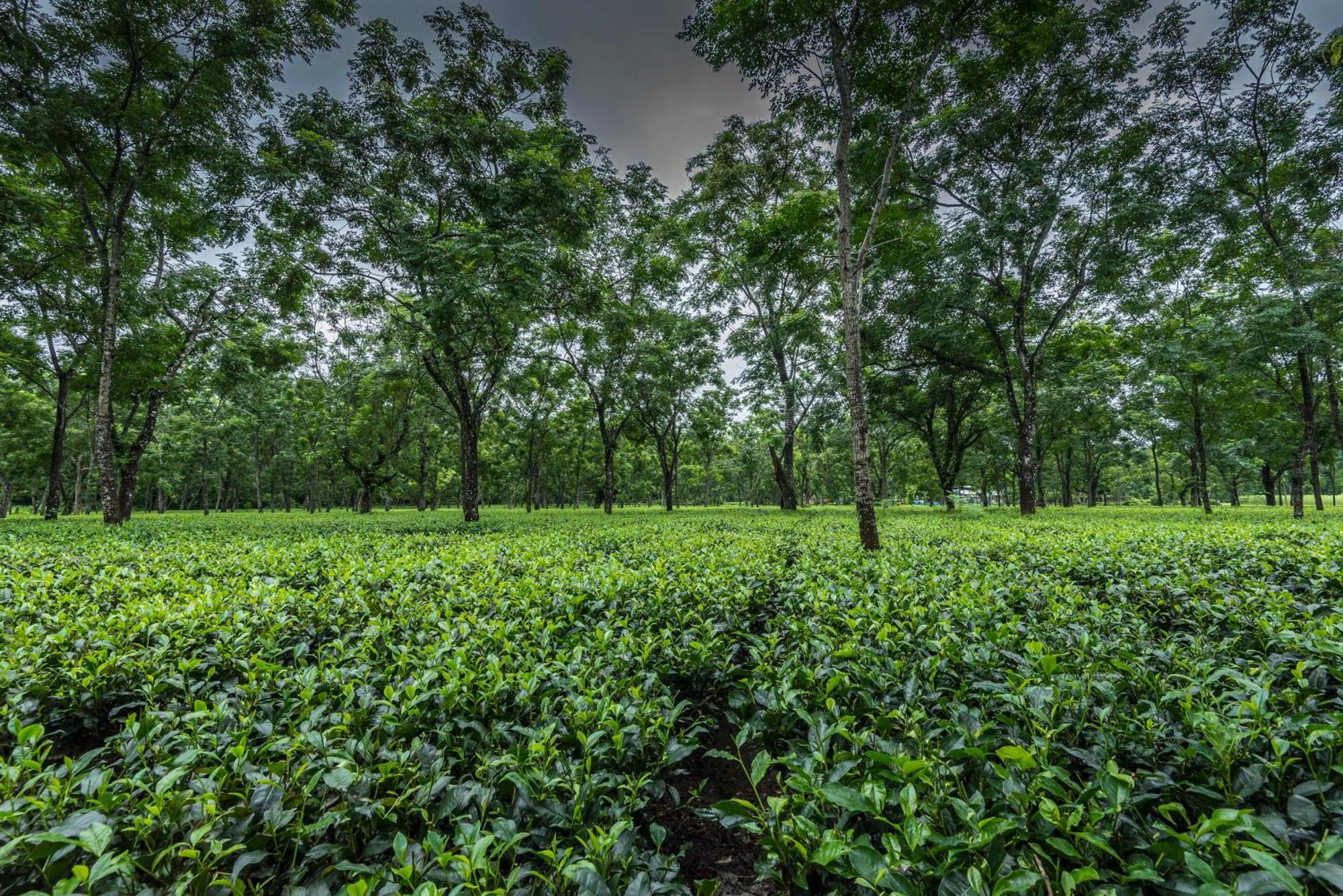 Tusker Tea County Hotel Chalsa Exterior photo